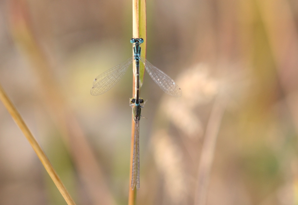 Ischnura pumilio in accoppiamento